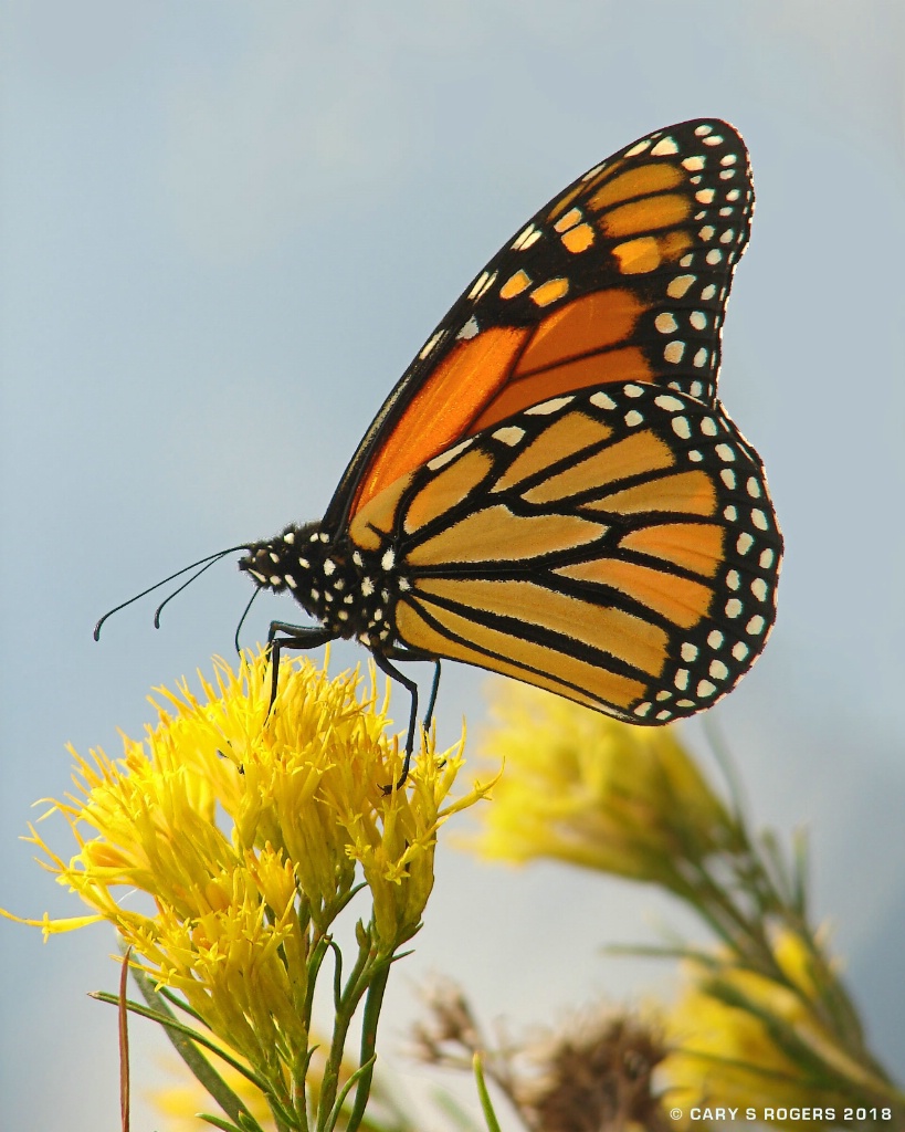Monarch at Prospect Park