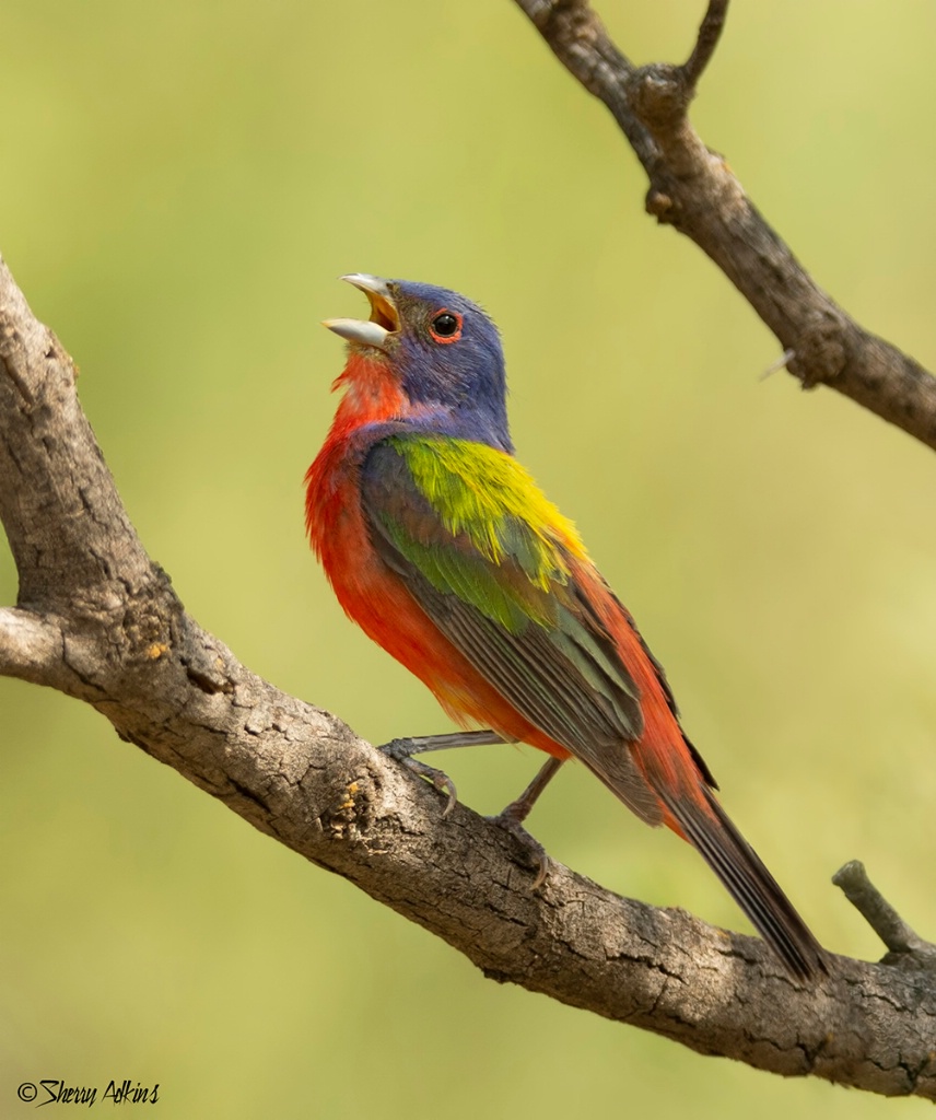 Painted Bunting - ID: 15608717 © Sherry Karr Adkins