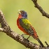 2Painted Bunting - ID: 15608717 © Sherry Karr Adkins