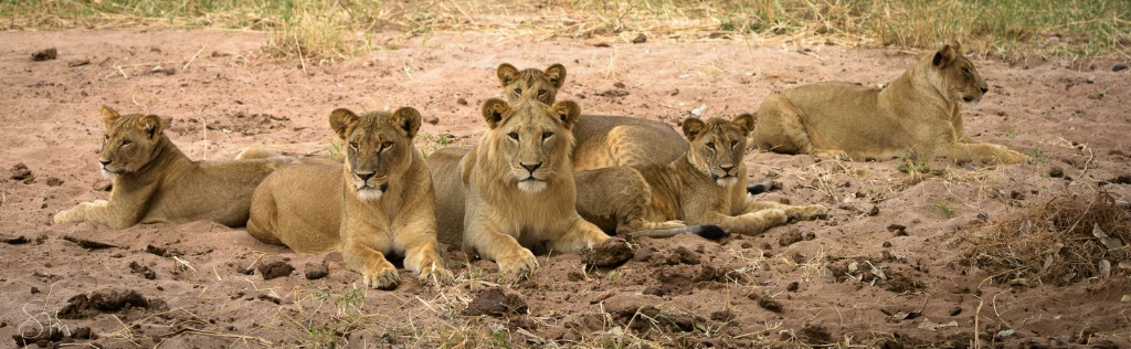 lion family - ID: 15609173 © Sibylle G. Mattern