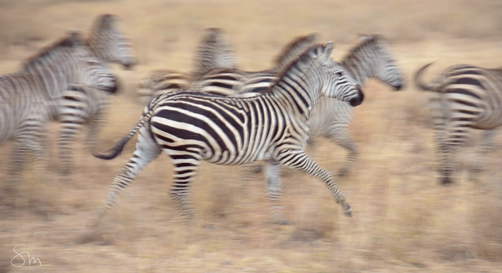 zebra migration - ID: 15609174 © Sibylle G. Mattern
