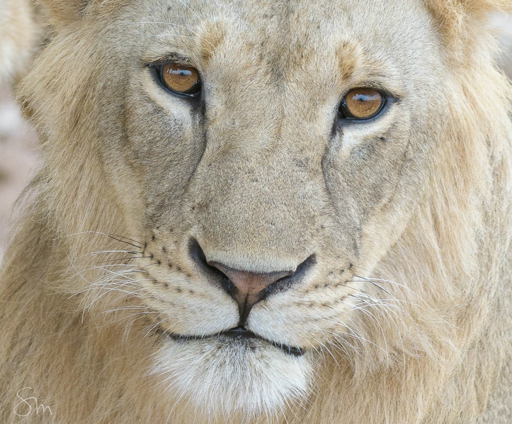 adolescent lion - ID: 15609180 © Sibylle G. Mattern