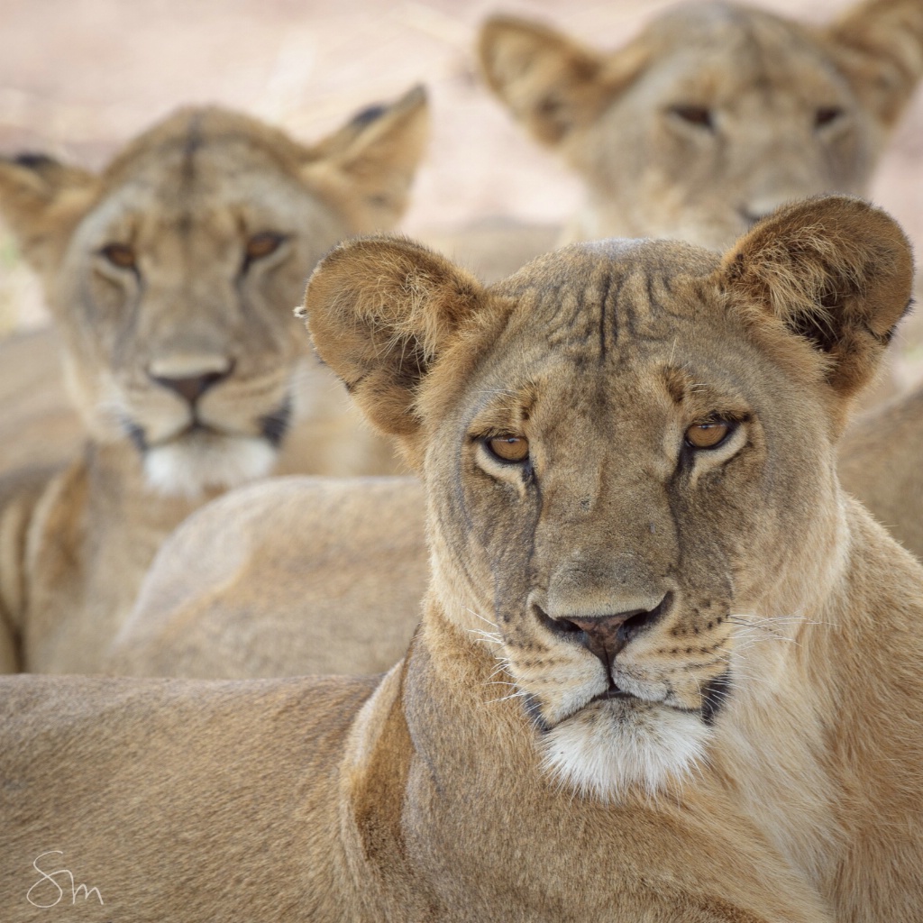 lion family - ID: 15609184 © Sibylle G. Mattern