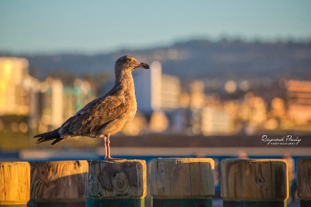 Seagull in Redondo Beach