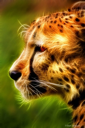 Artistic Profile of a Cheetah 6-0 F LR 5-6-18 J185