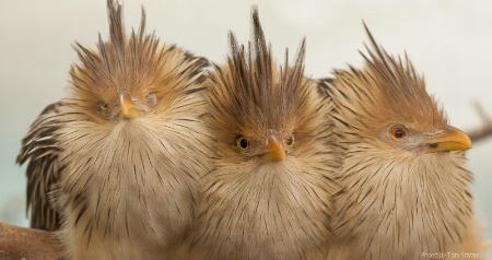 Three Birds in the Hand