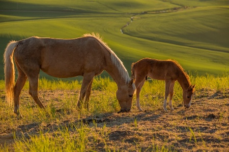 Mother and Son