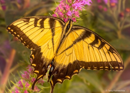 Tiger Swallowtail