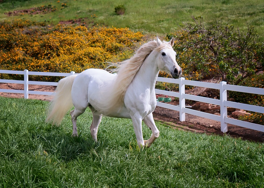 Mooney in the Meadow