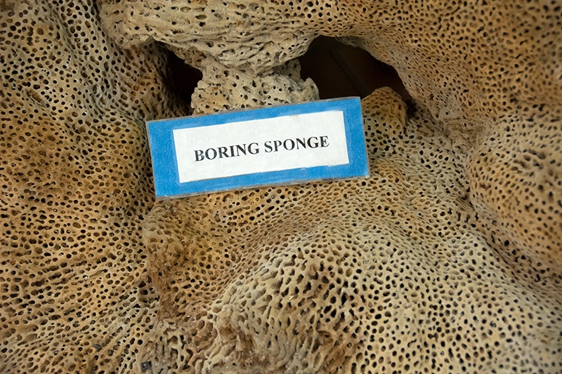 Boring Sponge