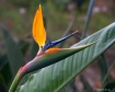 Bee on a Bird