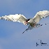 © William J. Pohley PhotoID # 15610554: Arctic Tern  H2U1216