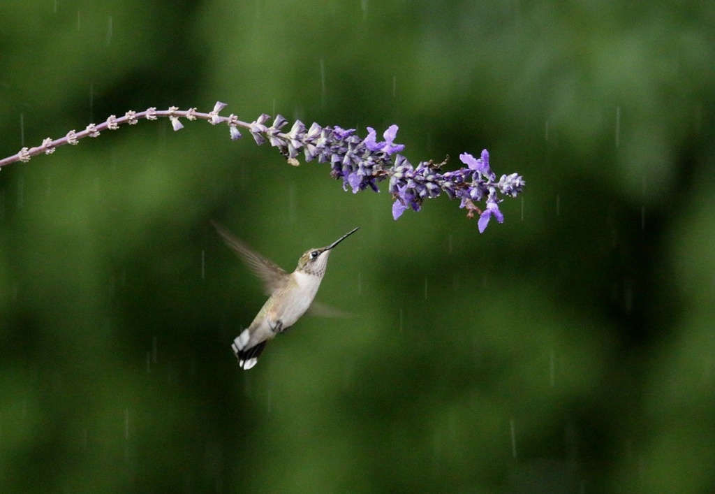 Singing In The Rain