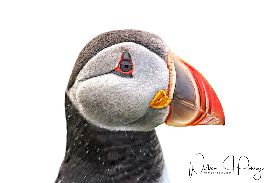 Atlantic Puffin  68A3289 - ID: 15610565 © William J. Pohley