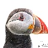 © William J. Pohley PhotoID # 15610565: Atlantic Puffin  68A3289