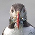 © William J. Pohley PhotoID # 15610566: Atlantic Puffin  68A3549