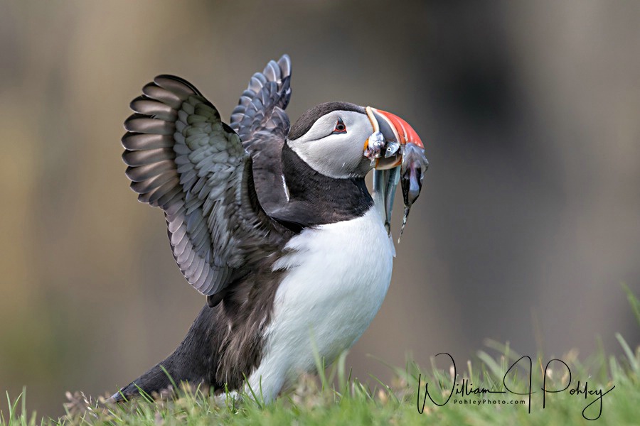 Atlantic Puffin  68A3787 - ID: 15610567 © William J. Pohley