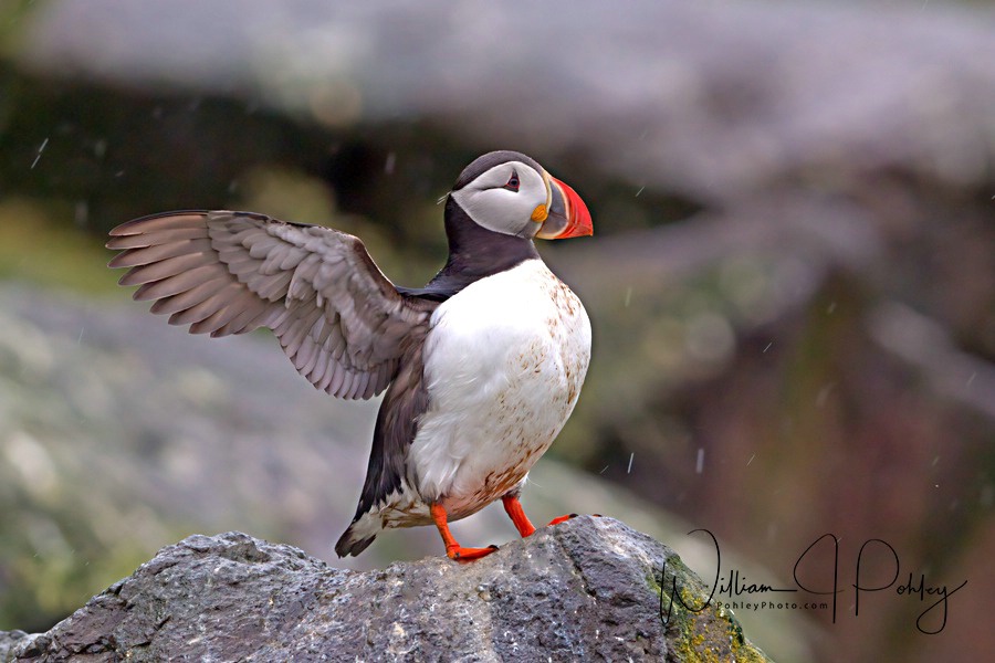 Atlantic Puffin  68A9216 - ID: 15610576 © William J. Pohley