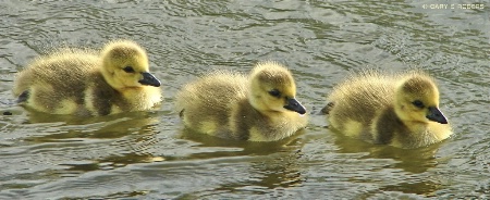 Gosling Trio