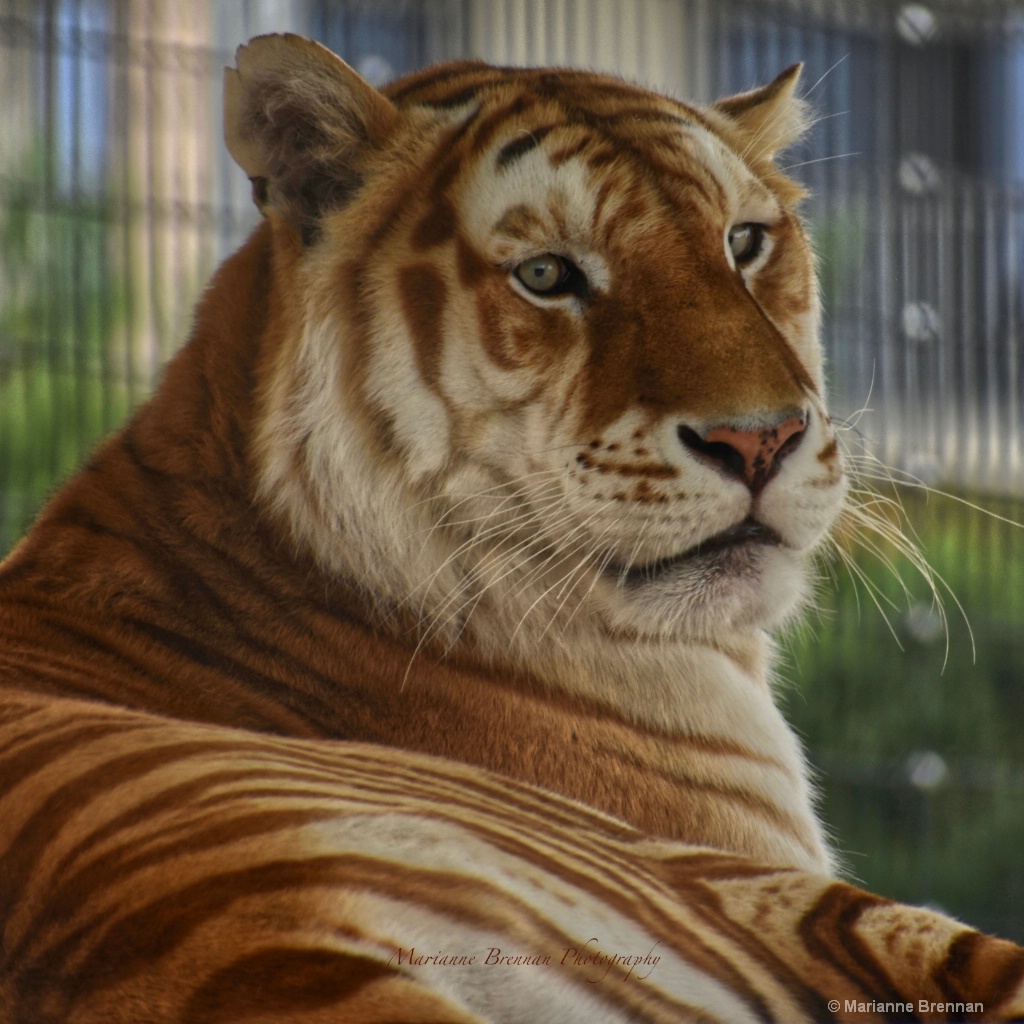 Big Fella 1