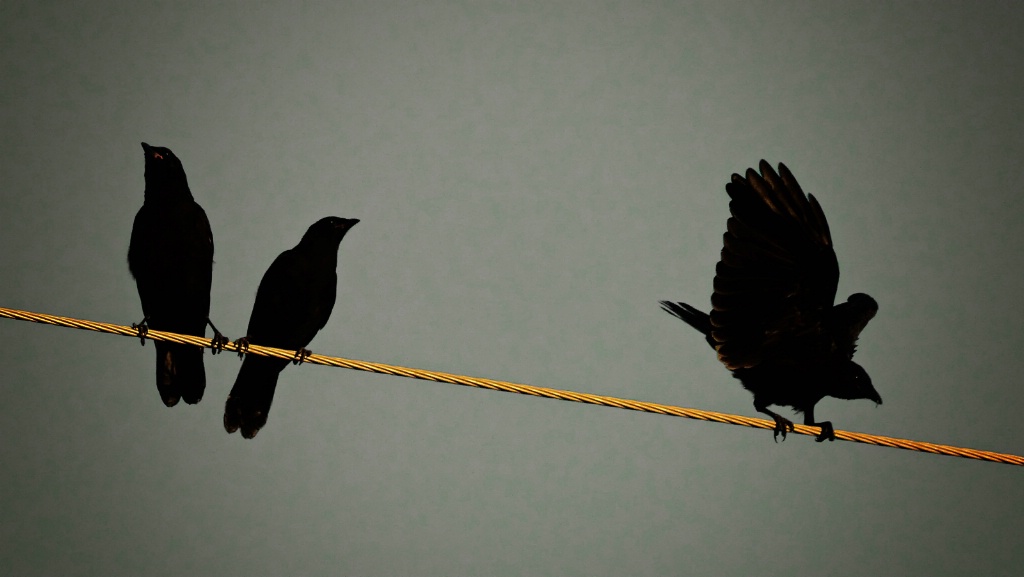 Birds on a Wire