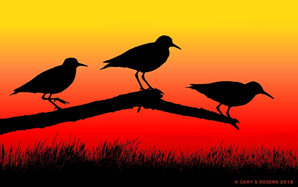 Sandpipers at Sunset