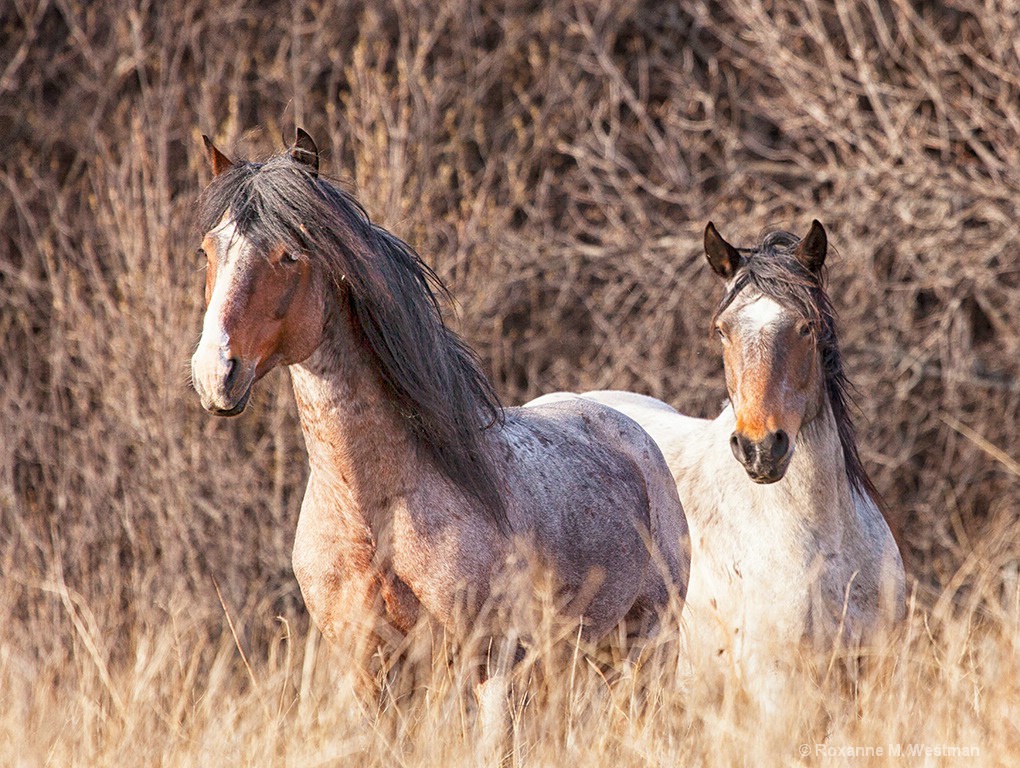 Wild stallion and mare - ID: 15611194 © Roxanne M. Westman