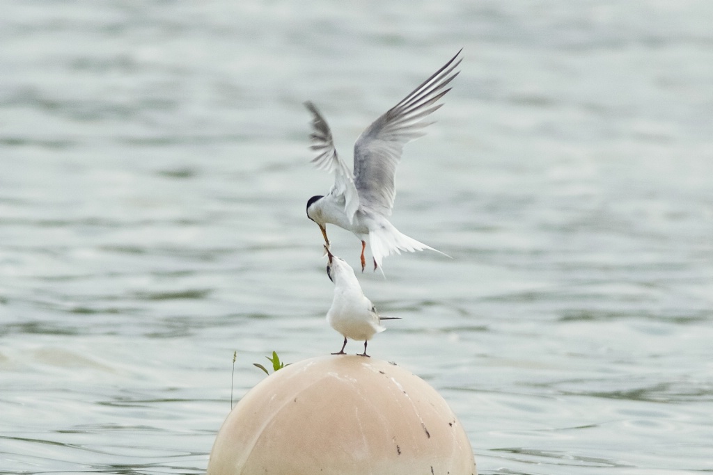 Tern feeding