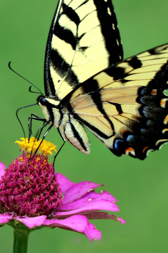 Tiger Swallowtail Butterfly