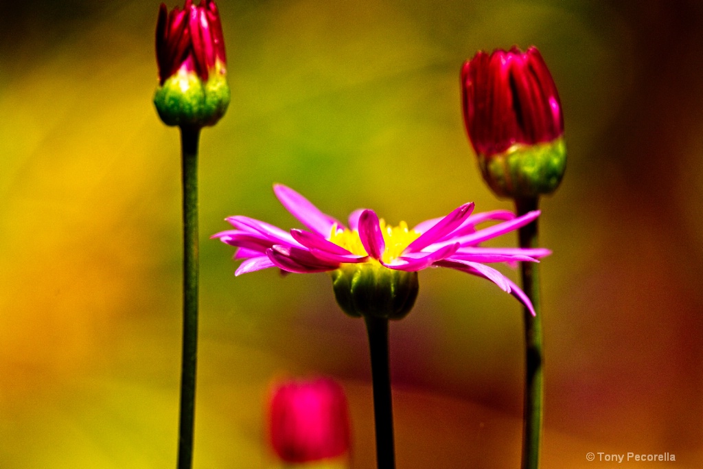 TINY FLOWERS - ID: 15611359 © Tony Pecorella