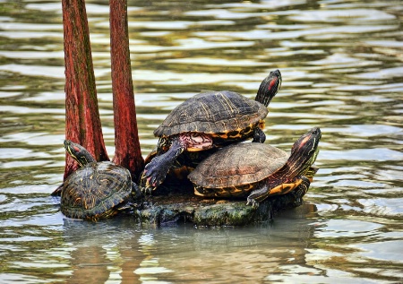 Island of Turtles