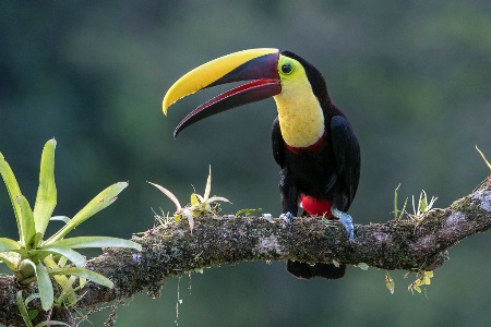 Tucan