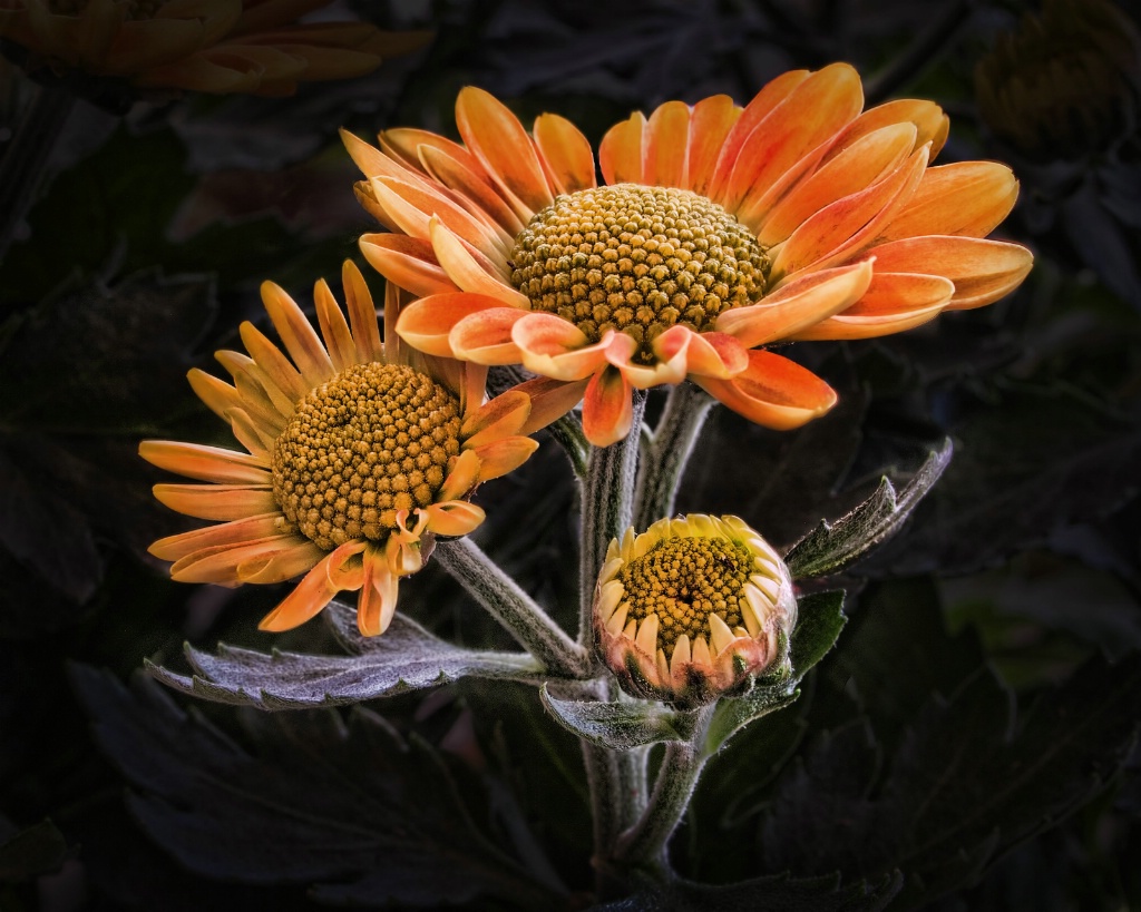 Three on a stem - ID: 15611383 © Susan Johnson