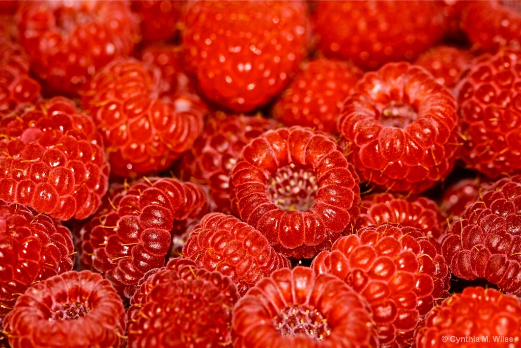 Raspberries - ID: 15611531 © Cynthia M. Wiles