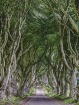 Dark Hedges
