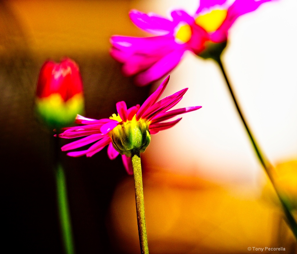 TINY FLOWERS IN SUN - ID: 15611578 © Tony Pecorella