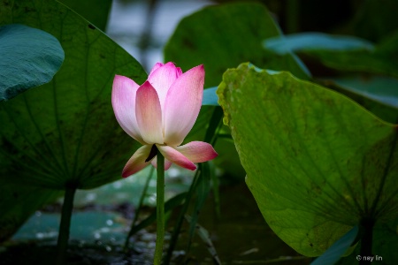 Lotus