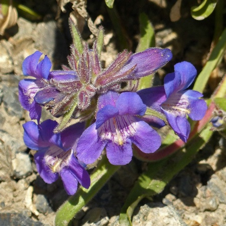 Wild Flower - Gorman's Penstemon.