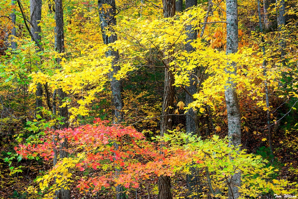 Fall in North Georgia
