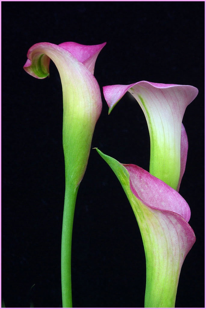 Calla Trio