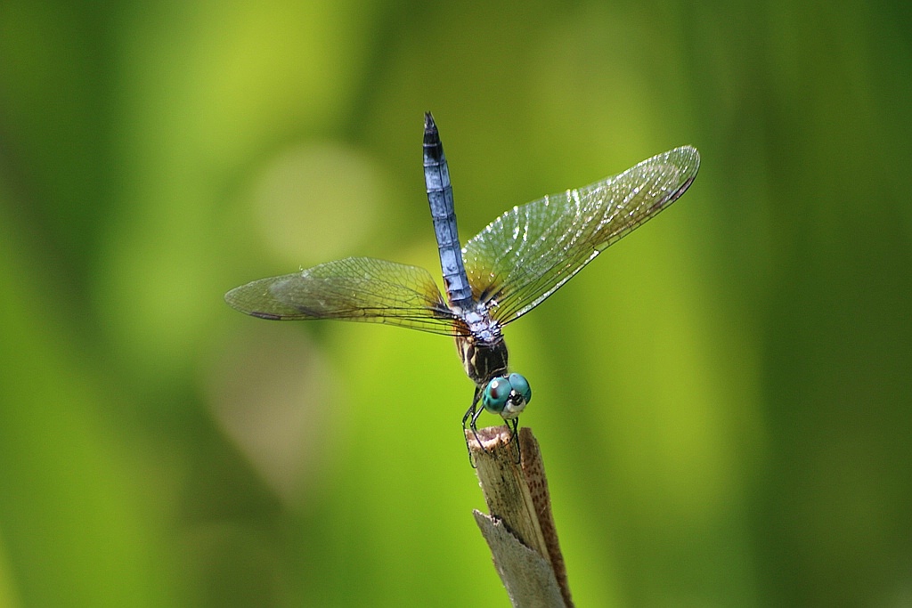 Blue Eyes