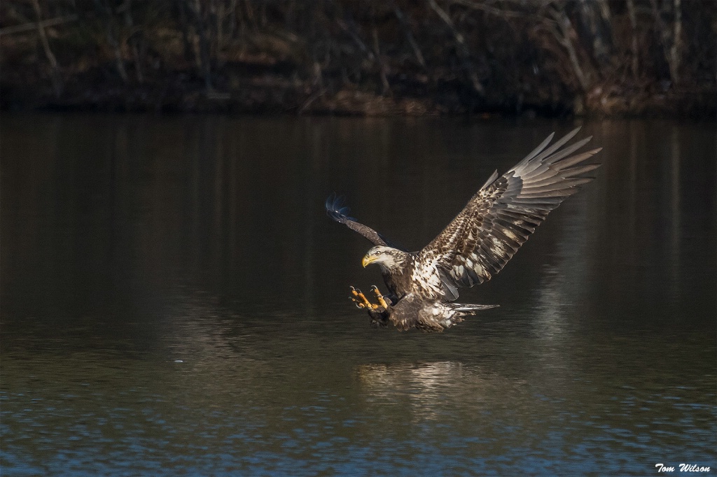 Juvenile Bald Eagle Fishing