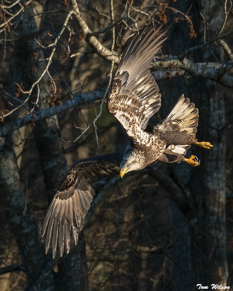 Juvenile Bald Eagle in a Dive