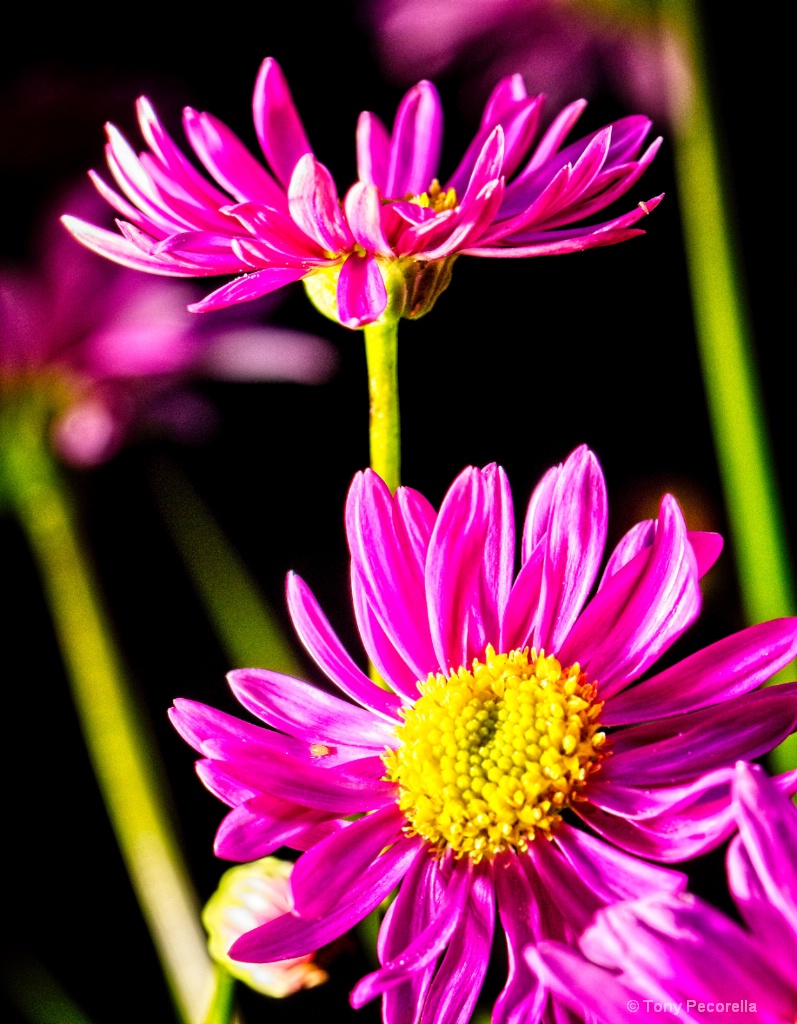 TINY FLOWERS IN SUN - ID: 15612688 © Tony Pecorella