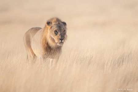 Beautiful Lion in the Grass