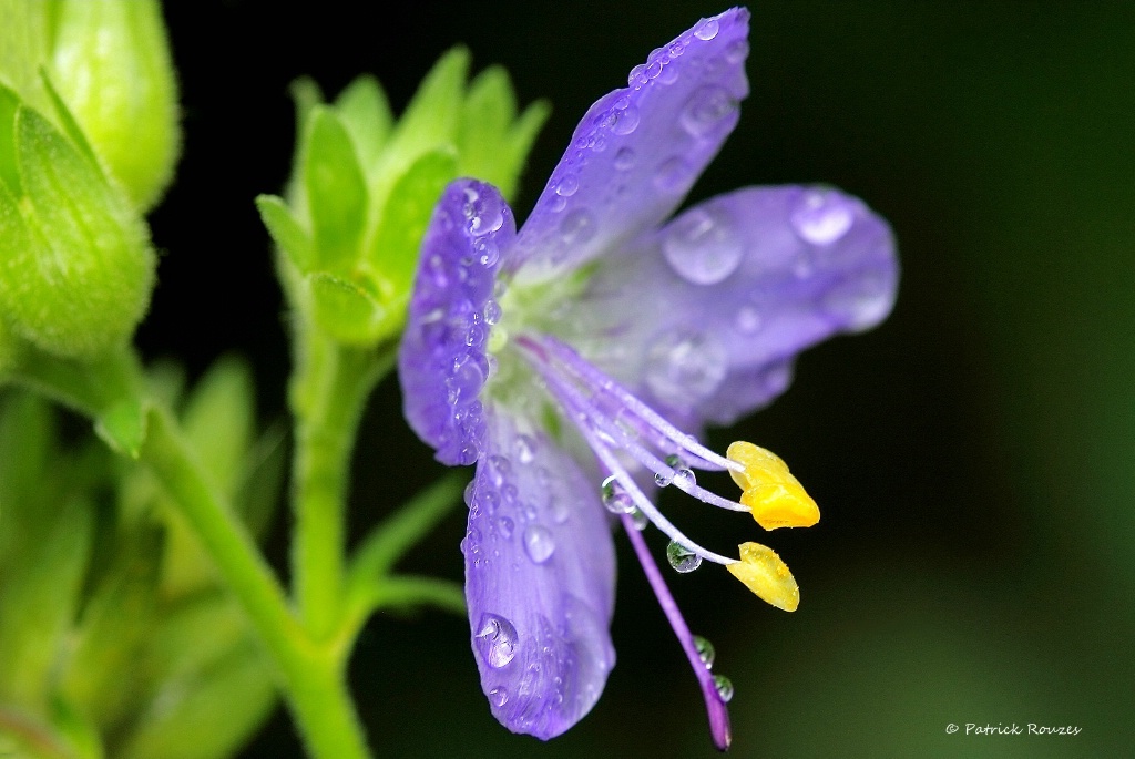 Stamen Trio