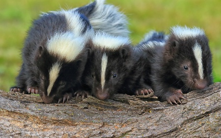 Three Baby Skunks