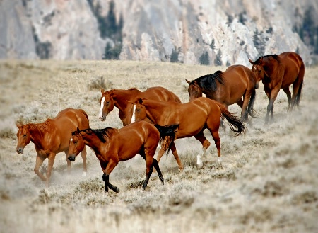 Mountain Horses