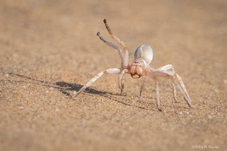 White Lady Spider