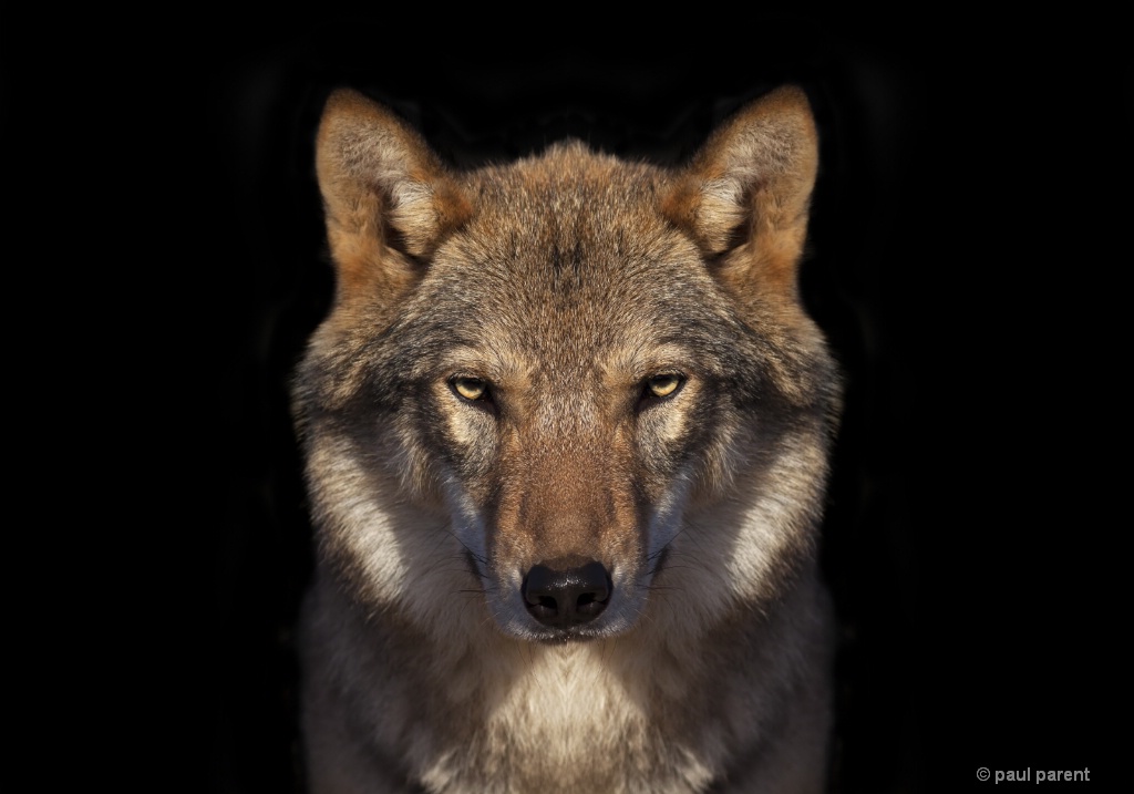 Lone Wolf - ID: 15613213 © paul parent